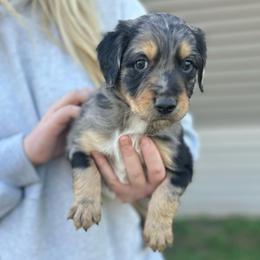 Merlin - Blue merle male Aussiedoodle puppy in Berrien Spring, Michigan from Red Bud Beautiful Doodles