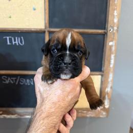 Titan - Fawn male Boxer puppy in Rochester, Washington from Holly's Boxers of Rochester
