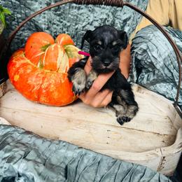Willow - Black and silver female Miniature Schnauzer puppy in Moreauville, Louisiana from Bayou Schnauz and Dals