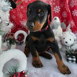 Red - Black and rust male Doberman Pinscher puppy in Anderson, Indiana from Legendary Kennels