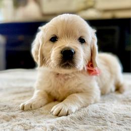 Pick4 - Light golden female Golden Retriever puppy in Deer Lodge, Tennessee from SelahGold