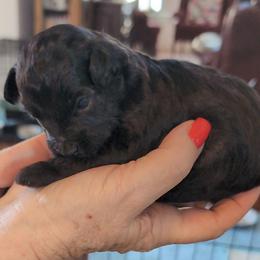 Tiny Tim - Black male Schnoodle puppy in Huron, Tennessee from Wilma's Paw-Paw Patch