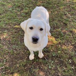 Moone  - Labrador Retriever