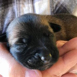 Belgian Malinois Puppies from Andrea Gumrich's Belgian Malinois
