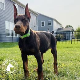 Doberman Pinscher Puppies from Webb’s House of Doberman LLC