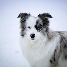 Bailey - Border Collie