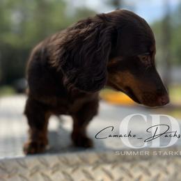 Dachshund Puppies from Camacho_Dachshunds