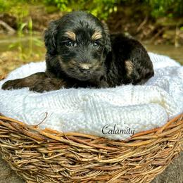 Calamity - Phantom female Bernedoodle puppy in Thornville, Ohio from Four Front Doodles & Friends
