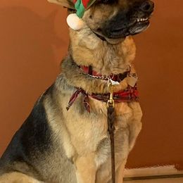 German Shepherds from Mutts With Manners