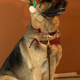 German Shepherds from Mutts With Manners