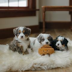 Australian Mountain Doodle puppies from Haven Doodles