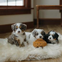 Australian Mountain Doodle puppies from Haven Doodles