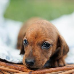 Blaze-Brindle Smooth - Brindle male Dachshund puppy in Auxvasse, Missouri from Above Par Kennels