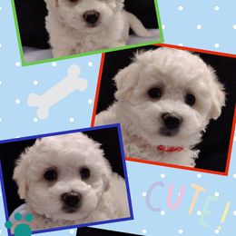 Bichon Frise Puppies from The Blessed Bichons