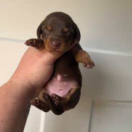 Honeybee - Chocolate and tan female Dachshund puppy in Lebanon, Tennessee from Thomas Homestead and Rabbitry