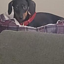 Truvy - Dachshund