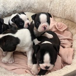 Alana - Black brindle and white female Boston Terrier puppy in London, Kentucky from Antjie Boston