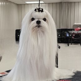 Nookie - Maltese