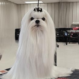 Nookie - Maltese