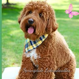Bogey - Australian Labradoodle