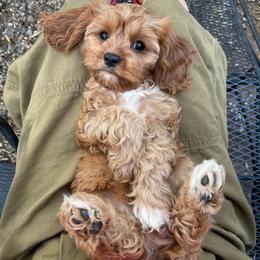 Ofelia - Red female Cavapoo puppy in Phoenix, Arizona from Larisa's Cavaliers