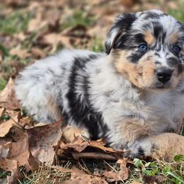 Penny - Blue merle female Australian Shepherd puppy in New Tazewell, Tennessee from D&D Australian Shepherds