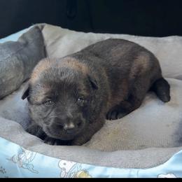 Gloria - Sable female German Shepherd puppy in Livingston, Kentucky from Illyria Dox & GSD