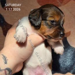 Mars - Piebald male Dachshund puppy in Harrodsburg, Kentucky from Wayward Home Dachshunds