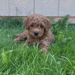Goldendoodle Puppies from Missoula Family Goldendoodles
