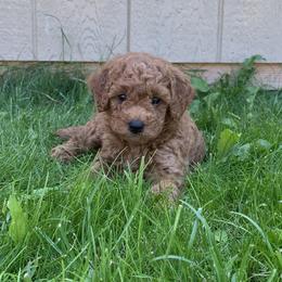 Goldendoodle Puppies from Missoula Family Goldendoodles