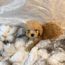 Cobbler - Red  female Poodle puppy in Allentown, Pennsylvania from Poodles Are Mixy