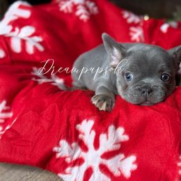 Piggys Blue and  Tan Girl - Blue female French Bulldog puppy in Davis, Oklahoma from Dreampups