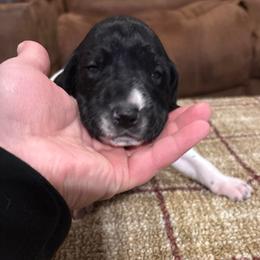 Purple - Black and white female German Shorthaired Pointer puppy in Wadena, Minnesota from Helmbrecht GSP's