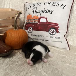 Australian Shepherd Puppies from A Beautiful Soul Aussies