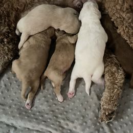 Goldendoodle Puppies from Teddy Grace Doodles