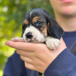 Female 2 - Black brown and white female Basset Hound puppy in Lindley, New York from Hill Top Basset Hounds & Cane Corso