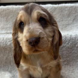 English Cocker Spaniel puppies from Soultiecockers