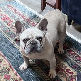 Fat Boy - French Bulldog
