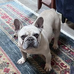 Fat Boy - French Bulldog
