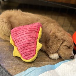 Saint Berdoodle Puppies from Highland Ridge Doodles