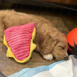 Saint Berdoodle Puppies from Highland Ridge Doodles