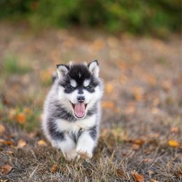 Jack - Black and white male Pomsky puppy in San Mateo, California from The Pomsky Garden