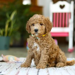 Sam - Apricot male Goldendoodle puppy in Applecreek, Ohio from Pleasant Acre Farms