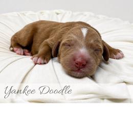 Yankee Doodle - Red  male Goldendoodle puppy in State Road, North Carolina from Must Love Doodles