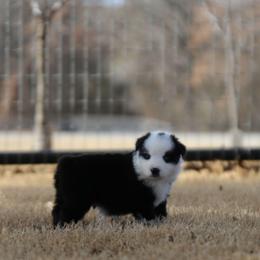 Helix - Black tri-color male Australian Shepherd puppy in Weatherford, Texas from Ridgestar Aussies