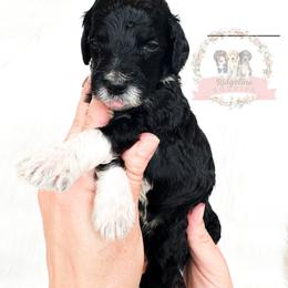 Cream Soda - Black tri-color female Aussiedoodle puppy in Corydon, Indiana from Ridgeline Doodles