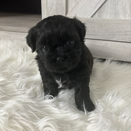 Shih Tzu Puppies from Riley Family Kennel