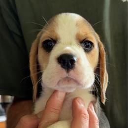 Annie - Black red and white female Beagle puppy in Rockwell, North Carolina from Knockhill Beagles