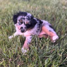 BLUE MERLE FEMALE 1 - Blue merle female Australian Shepherd puppy in Christiana, Tennessee from Vaught Family Farm