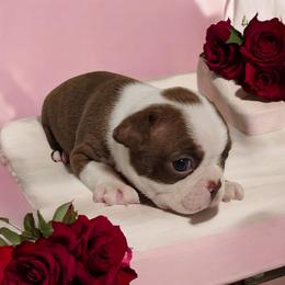 Boston brown girl 3 - Red female Boston Terrier puppy in Salisbury, North Carolina from P3 Boston Terriers in NC